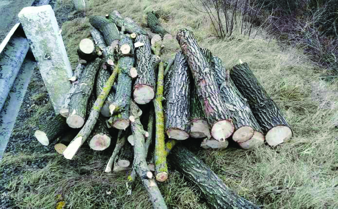 Pădurarii bucovineni au dat încă o dată dovadă de&nbsp;eroism