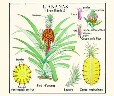 Mitologie vegetală (și culinară), mai puțin&nbsp;cunoscută